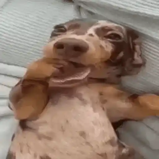 Figurinha: Cachorrinho Sorridente