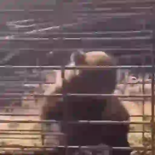 Figurinha: Bode saltando cercado