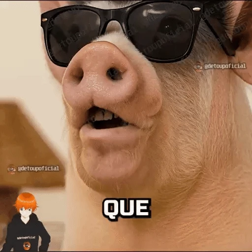 Figurinha: Porco com óculos dizendo QUE