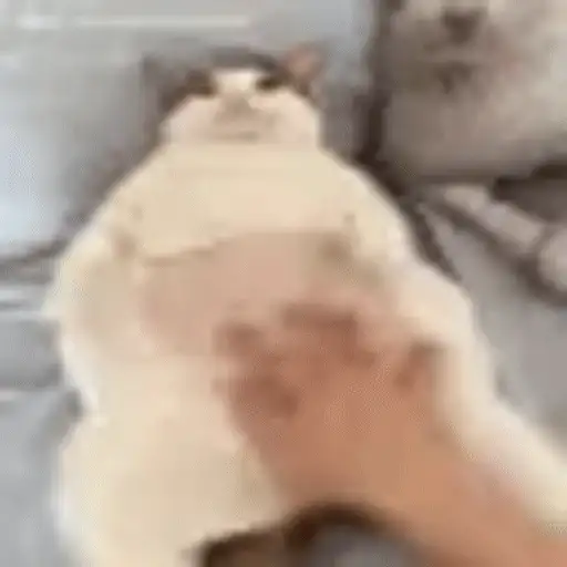 Figurinha: Gatinho recebendo carinho