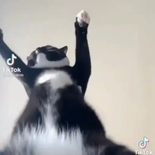 Figurinha: Gato Dançando