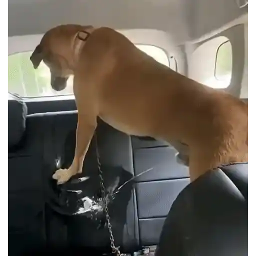 Figurinha: Cachorro no banco do carro
