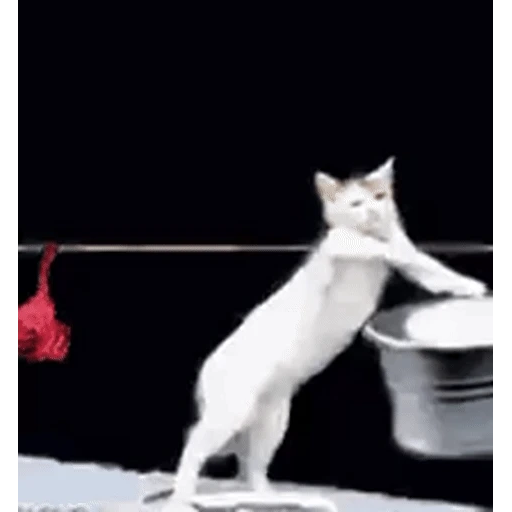 Figurinha: Gato lavando roupa