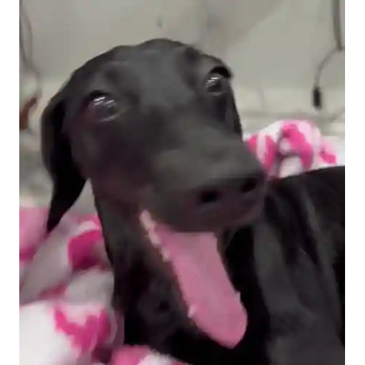 Figurinha: Cachorro com Efeito Glitch