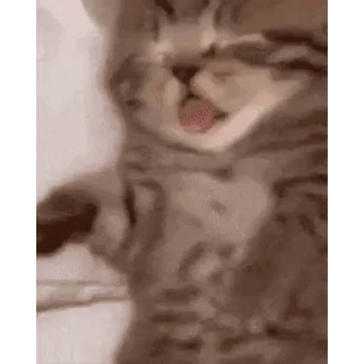 Figurinha: Gatinho dormindo