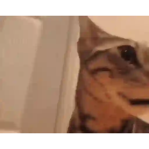 Figurinha: Gato Confuso