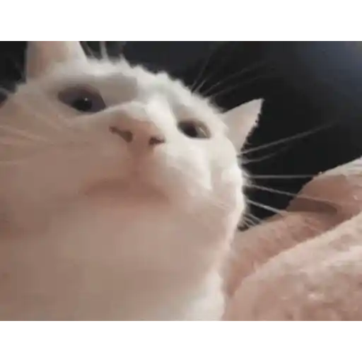 Figurinha: Gatinho fofinho olhando