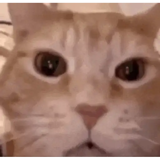Figurinha: Gato bocejando