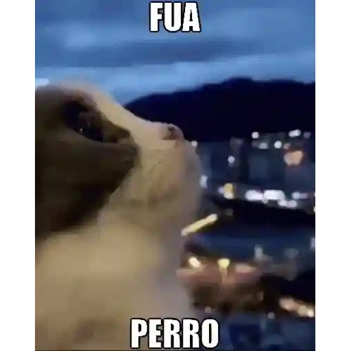 Figurinha: Gato Fua Perro