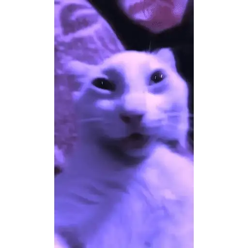 Figurinha: Gato Rindo