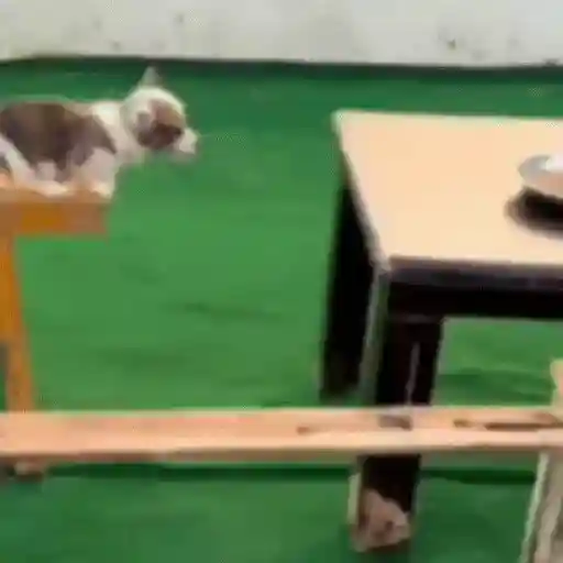 Figurinha: Cachorrinho saltando