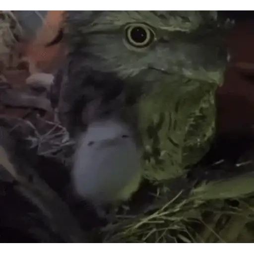 Figurinha: Potoo e filhote