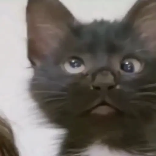 Figurinha: Gatinho HÃ?