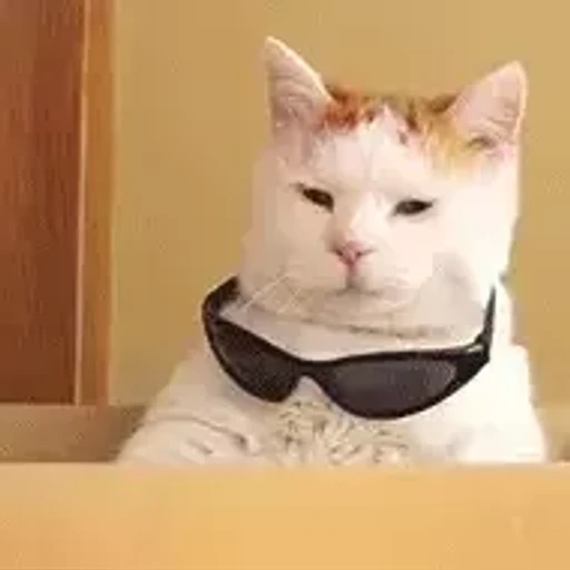 Figurinha: Gato descolado