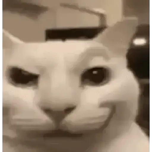 Figurinha: Gato Engraçado