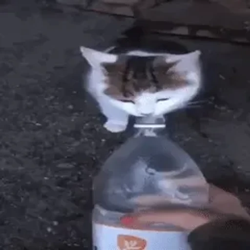 Figurinha: Gato bebendo água