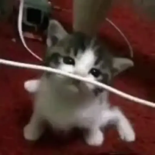 Figurinha: Gatinho causando explosão