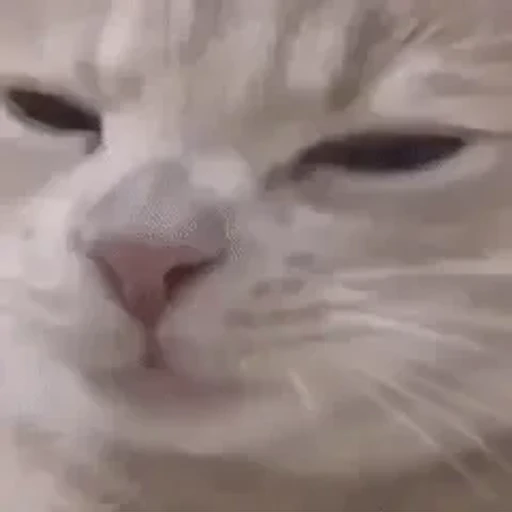 Figurinha: Gato sonolento