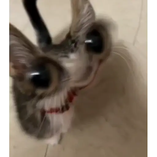 Figurinha: Gato com Filtro Divertido