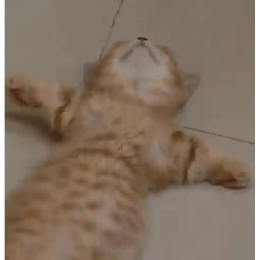 Figurinha: Gatinho dormindo