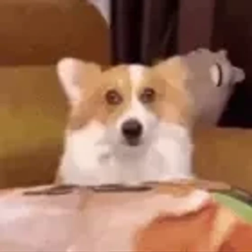 Figurinha: Corgi confuso