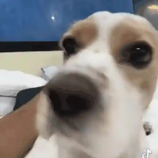 Figurinha: Cachorro olhando de perto