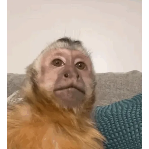 Figurinha: Macaco pensativo