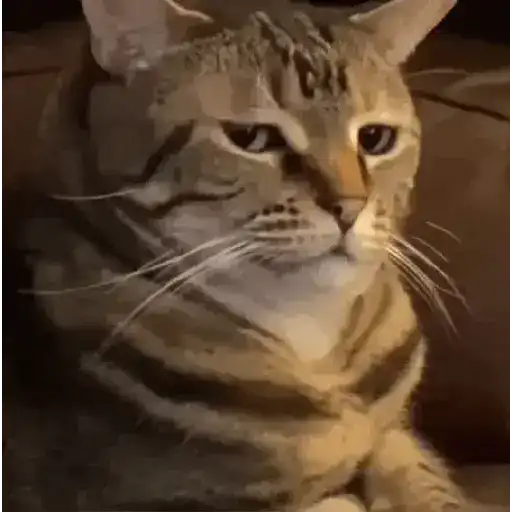 Figurinha: Gato Desconfiado