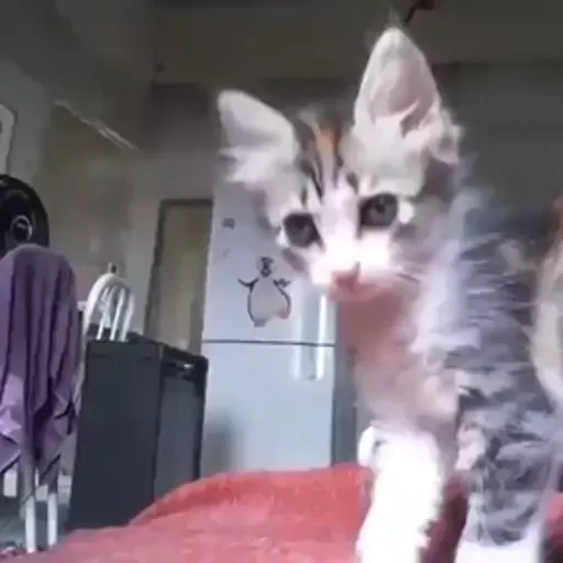Figurinha: Gatinho dando um toque