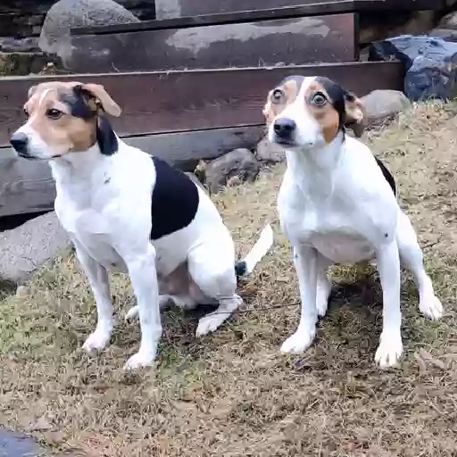 Figurinha: Cachorro com medo