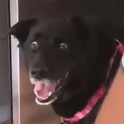 Figurinha: Cachorro Engraçado