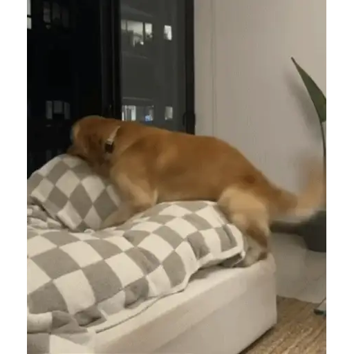 Figurinha: Cachorro pula na cama