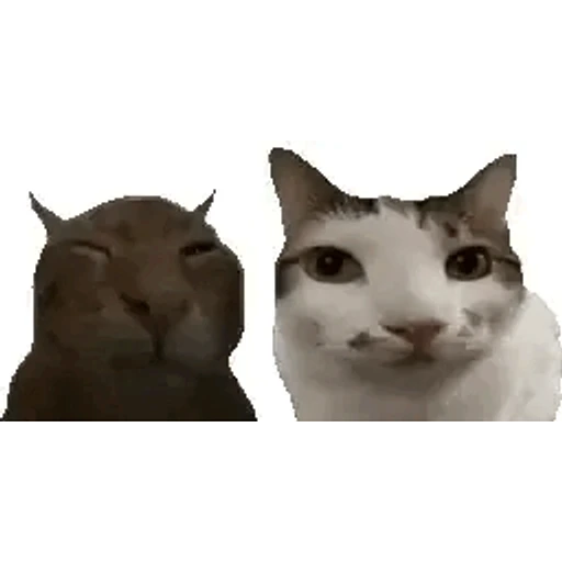 Figurinha: Gatinhos fofos se beijando