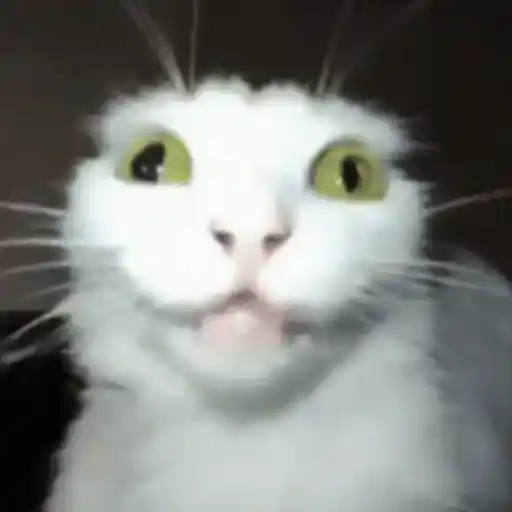 Figurinha: Gato com falha de sinal