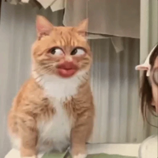 Figurinha: Gato com filtro de biquinho