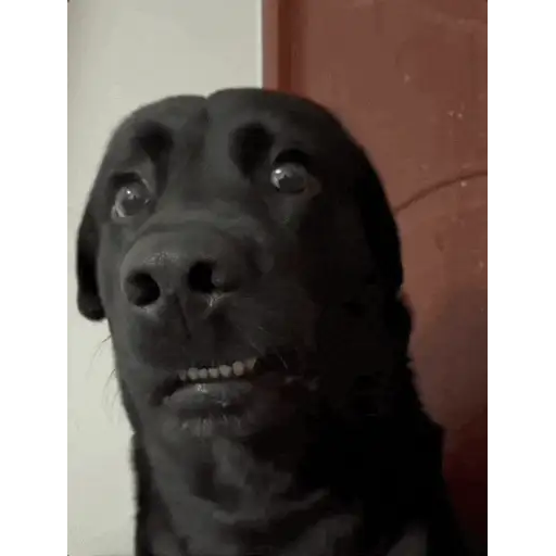Figurinha: Cachorro assustado com pixelização