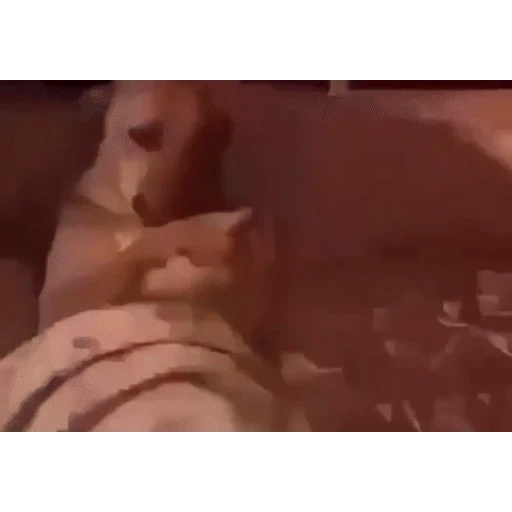 Figurinha: Cachorro fazendo carinho