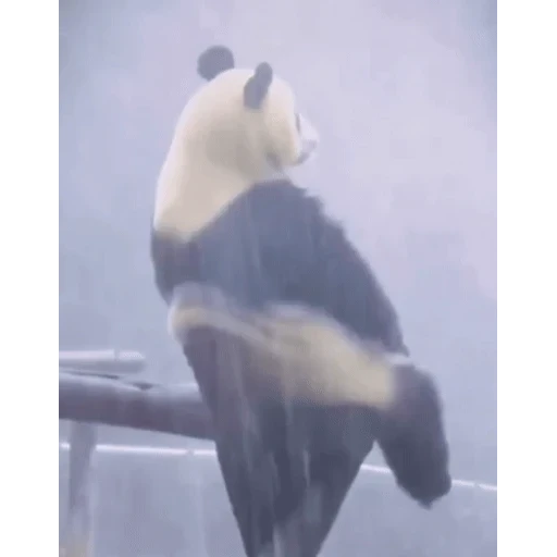Figurinha: Panda balançando o rabo