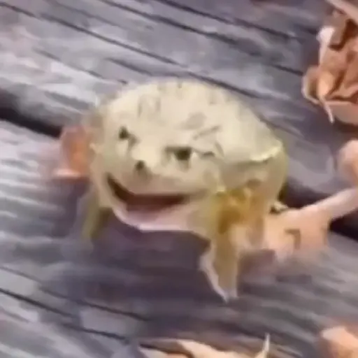 Figurinha: Sapo Dançarino