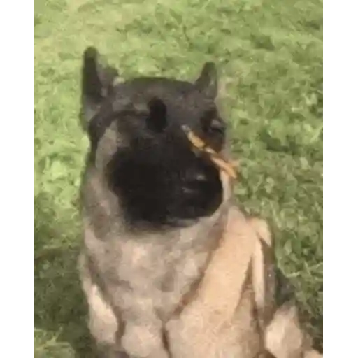 Figurinha: Cachorro e Borboleta