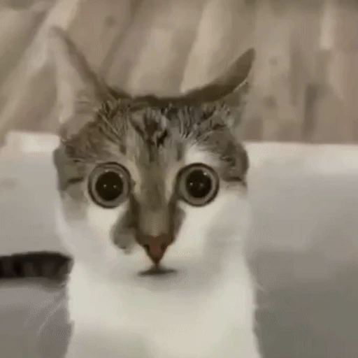 Figurinha: Gato Assustado