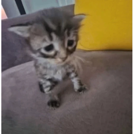 Figurinha: Gatinho triste com glitch