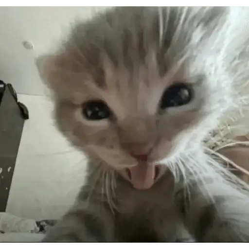 Figurinha: Gatinho fofo piscando