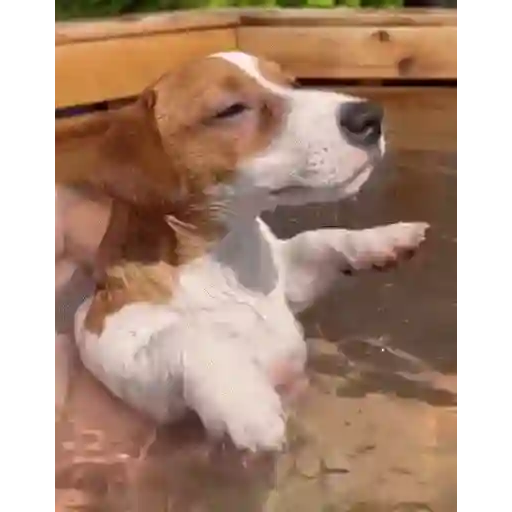 Figurinha: Cachorrinho relaxando na água
