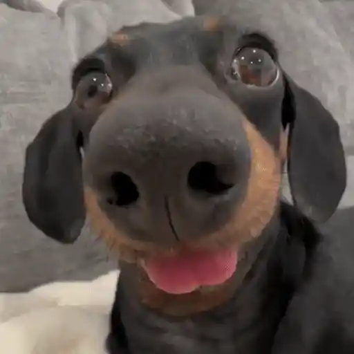 Figurinha: Cachorrinho fofo de perto