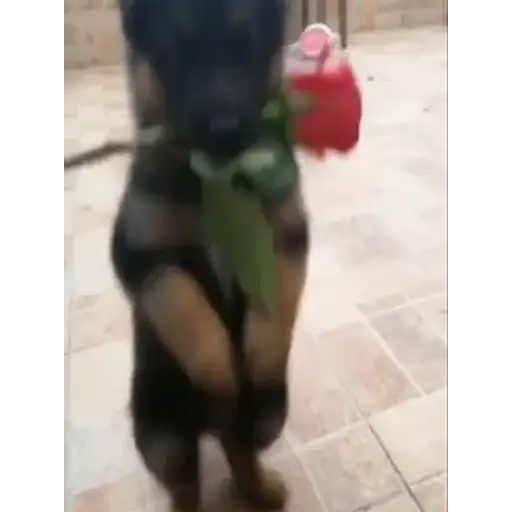Figurinha: Filhote romântico com uma rosa