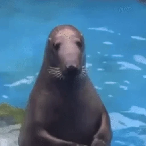 Figurinha: Foca Confusa