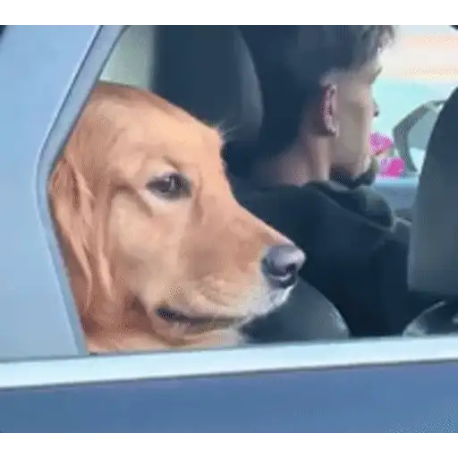 Figurinha: Cachorro no Carro