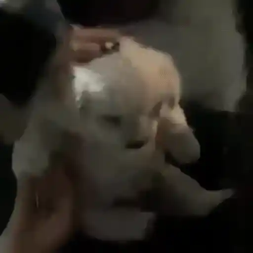 Figurinha: Cachorrinho fofo sendo acariciado