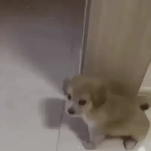 Figurinha: Filhotinho dando a patinha